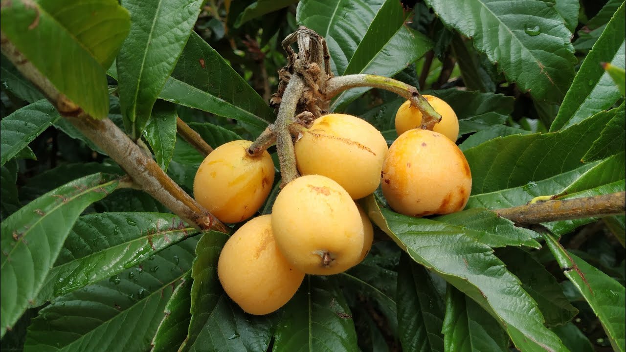 Wollmispel (Eriobotrya japonica) in Heidelberg - unser Obst der Zukunft?