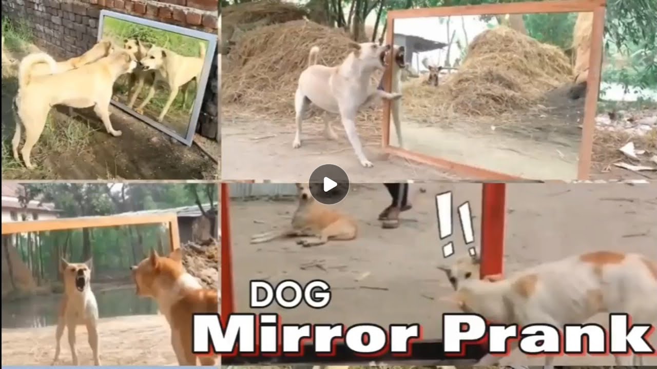 Dog Mirror Prank