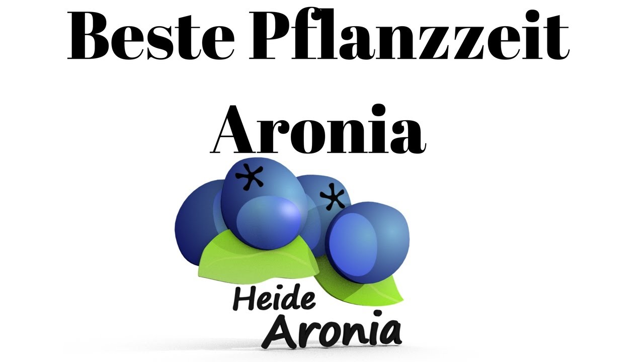 Wann ist die beste Pflanzzeit f&uuml;r Aronia Pflanzen