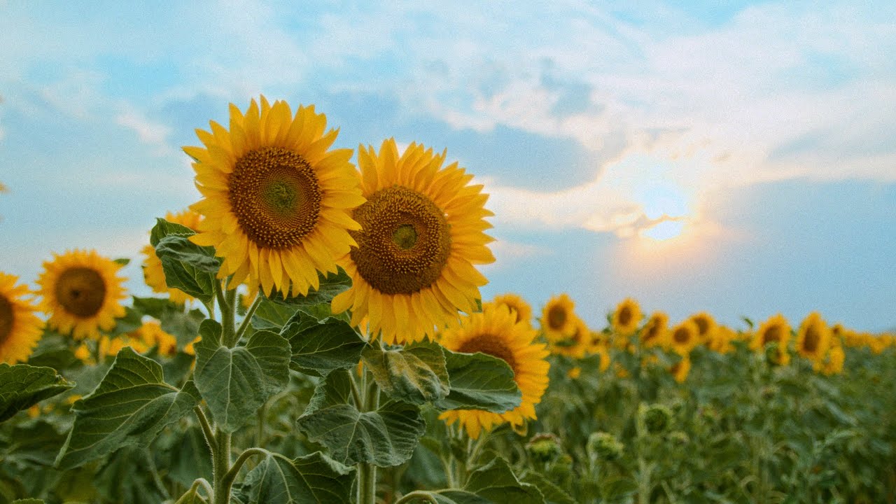 Peaceful Sunflower Field at Sunset with Calming Piano Music | Relaxing Nature Sounds | 4K | BMPCC 6K