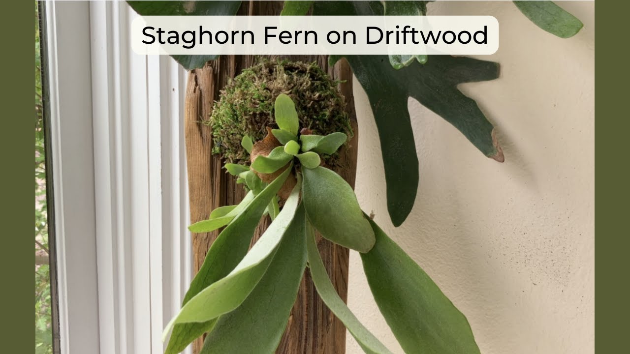 How to Mount Staghorn Ferns on Driftwood
