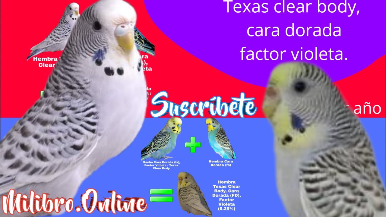 ¿Quieres Sacar Texas Clear Body Cara Dorada? 🤔