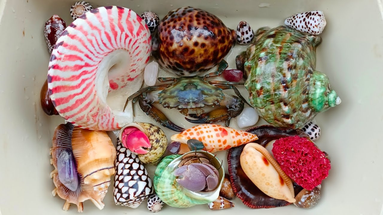Menemukan siput kerang, keong, kelomang, kepiting, ikan laut, ikan buntal, gurita, kelomang laut