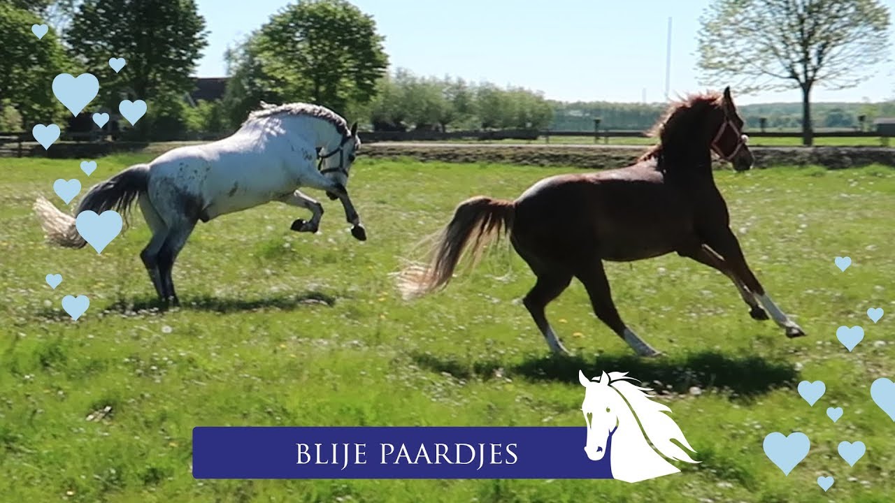 in mei gaan alle paardjes op de wei * Hart voor Paarden *