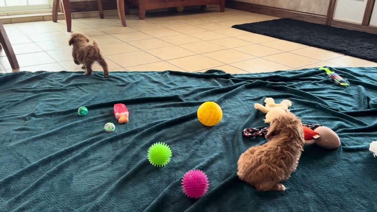 Female Schnoodles for sale near Minnesota!  