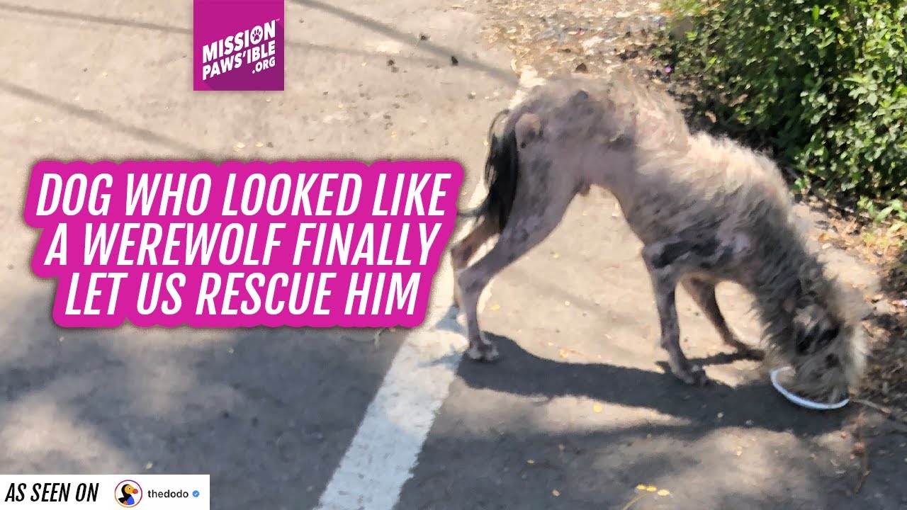 Dog who looked like a werewolf finally let us rescue him🤩