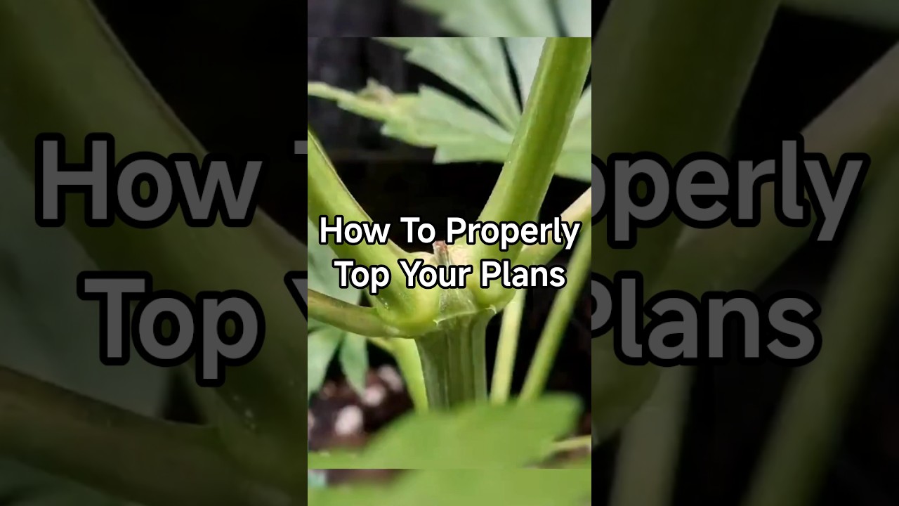 How to Top a Plant the Right Way 🌱 | Beginner-Friendly Guide
