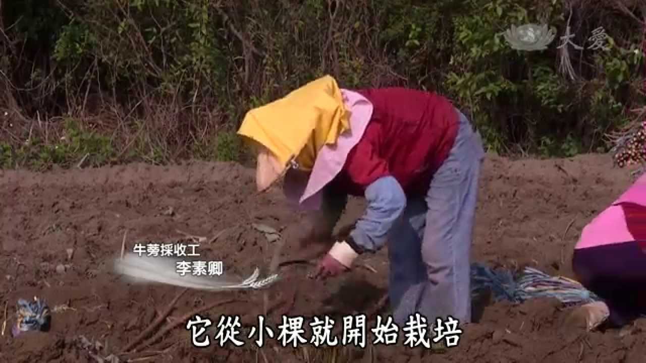 【農夫與他的田】20140524 - 台南老大的牛蒡田