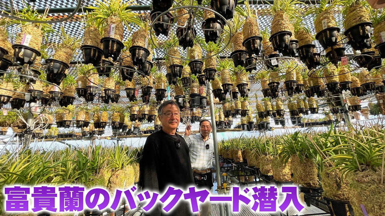 【富貴蘭】育種バックヤードに潜入したら驚きの光景が！近畿風貴蘭会の会長宅に訪問