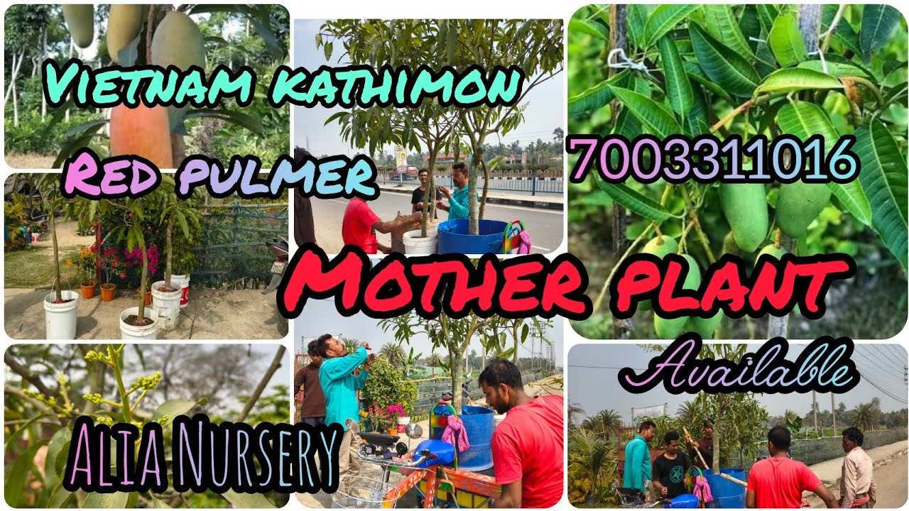 Kathimon Mango🥭, red pulmer Mango🥭 mother plants loading from Alia nursery and Agriculture farm🌿 