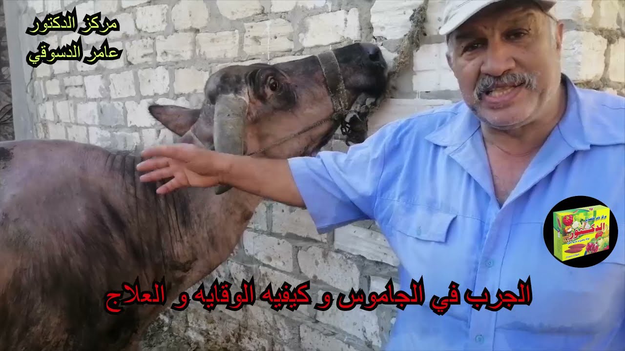 علاج القمل والصيبان و الجرب والحشافه اللي في الجاموس بمنتهي السهوله  واقل التكاليف