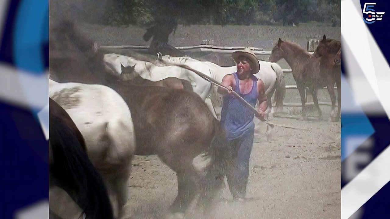 Žigosanje konja na Krčedinskoj adi - Borino 5kazanje