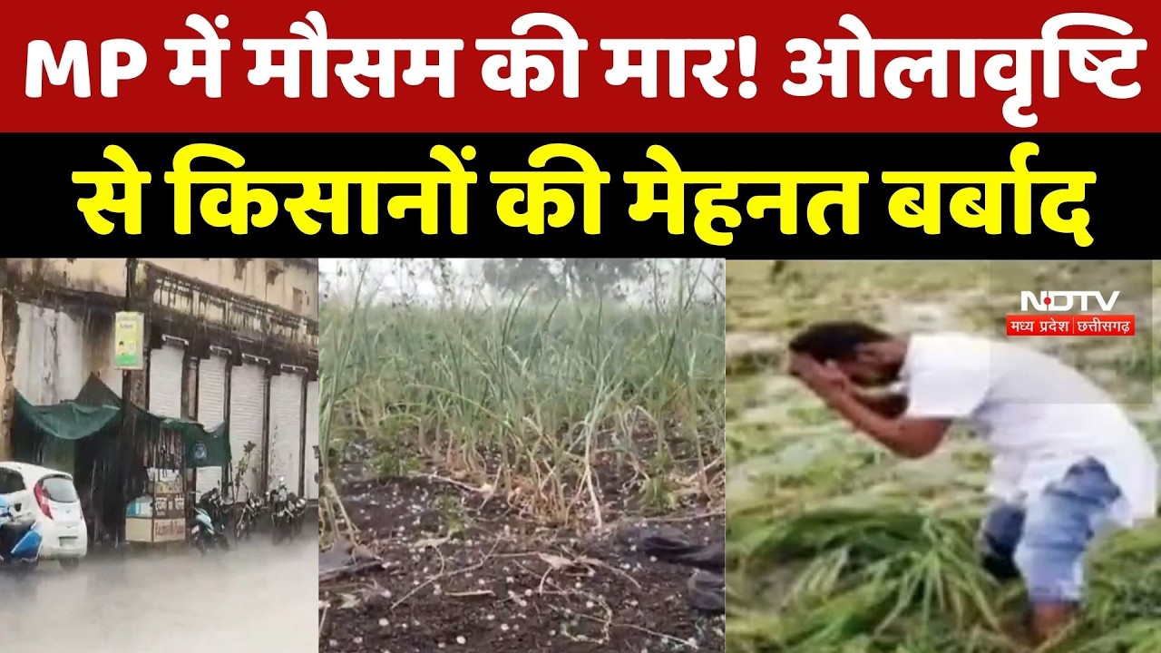 Weather Update: MP में बेमौसम बारिश-ओलों से तबाही, Government क्या करेगी? | Rain | Hailstorm |Winter