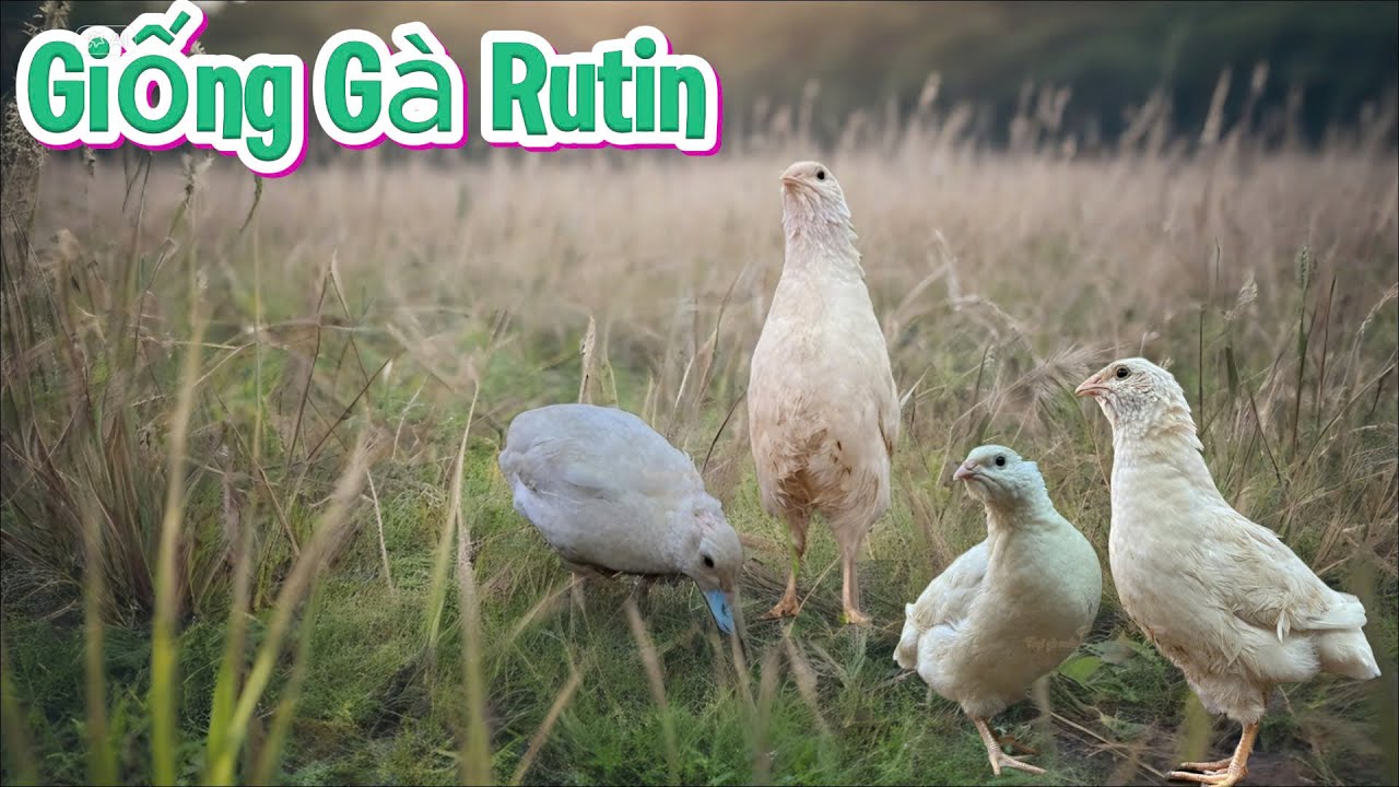 Khởi Nghiệp Chăn Nuôi Gà Rutin