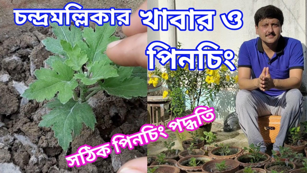 পমপন চন্দ্রমল্লিকার পিনচিং পদ্ধতি ও খাবার | Chrysanthemum PART: 06/2021-2022 || My Garden Raju Paul
