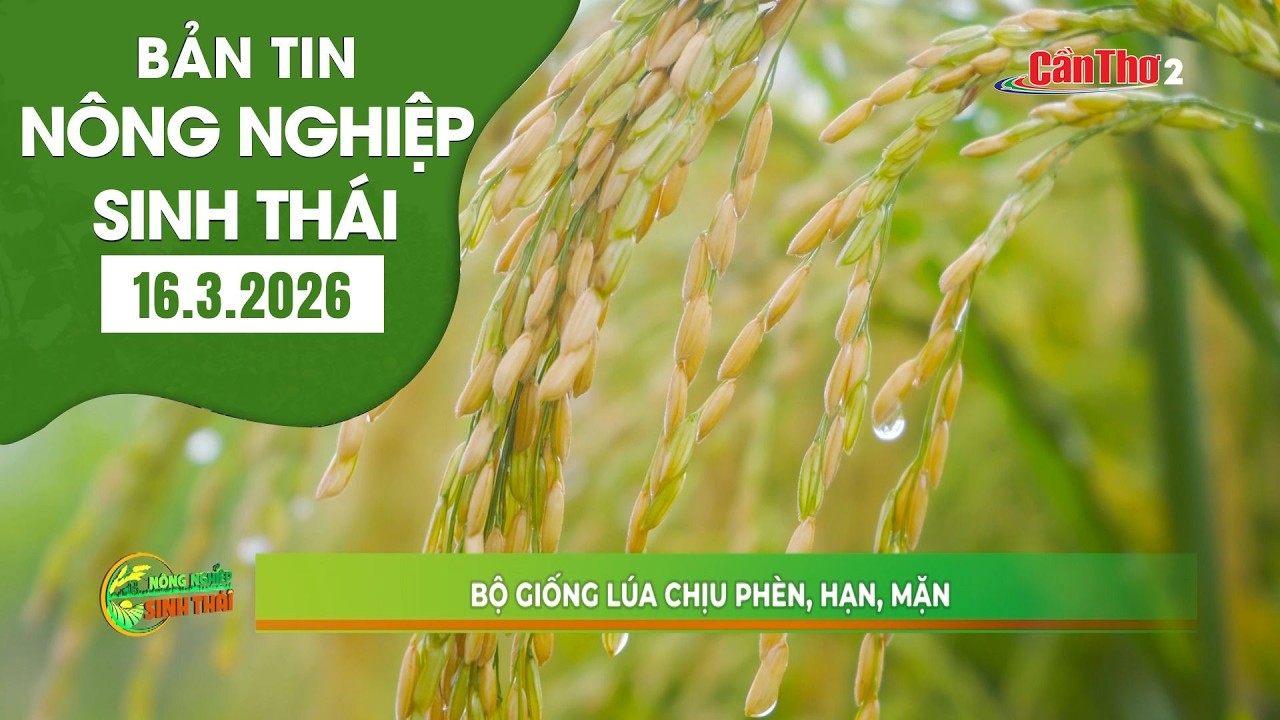 Bộ giống lúa chịu phèn, hạn, mặn | NNST 16.3.2026