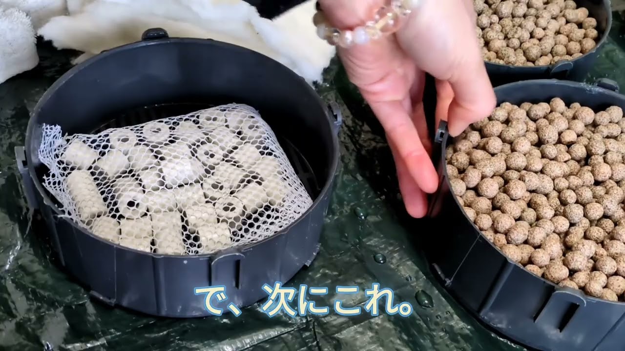 【ぬいさんちの肺魚】フィルターのろ材を交換しました。