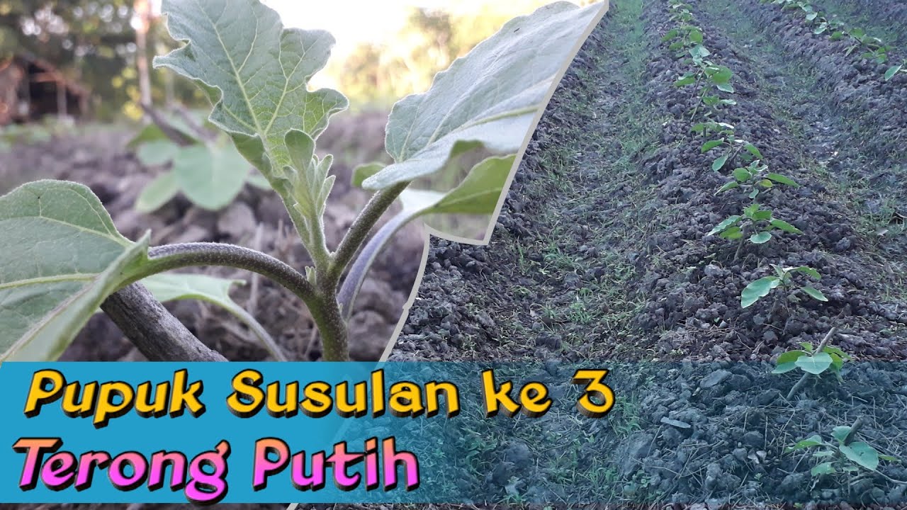 Pemupukan Terong Putih yang ke 3 di Usia 21 HST