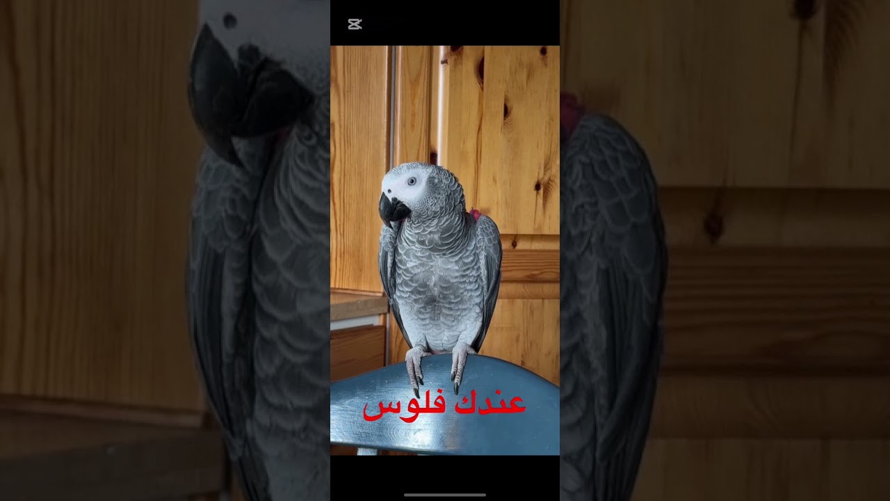 تعليم الببغاء عندك فلوس lära papegojan har du pengar på arabiska 