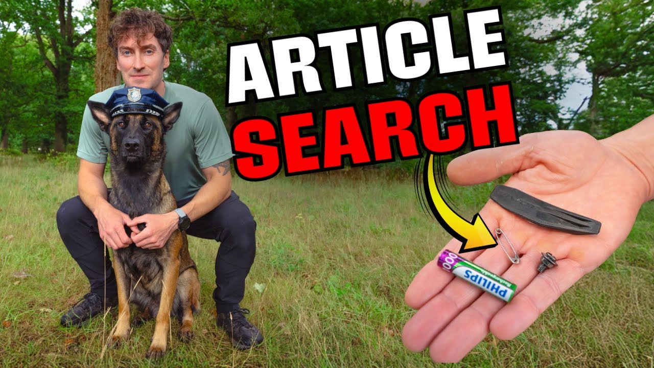 This Simple Game Will Blow Your Dog&rsquo;s Mind! Scent Training #dogtraining #malinois #scentwork