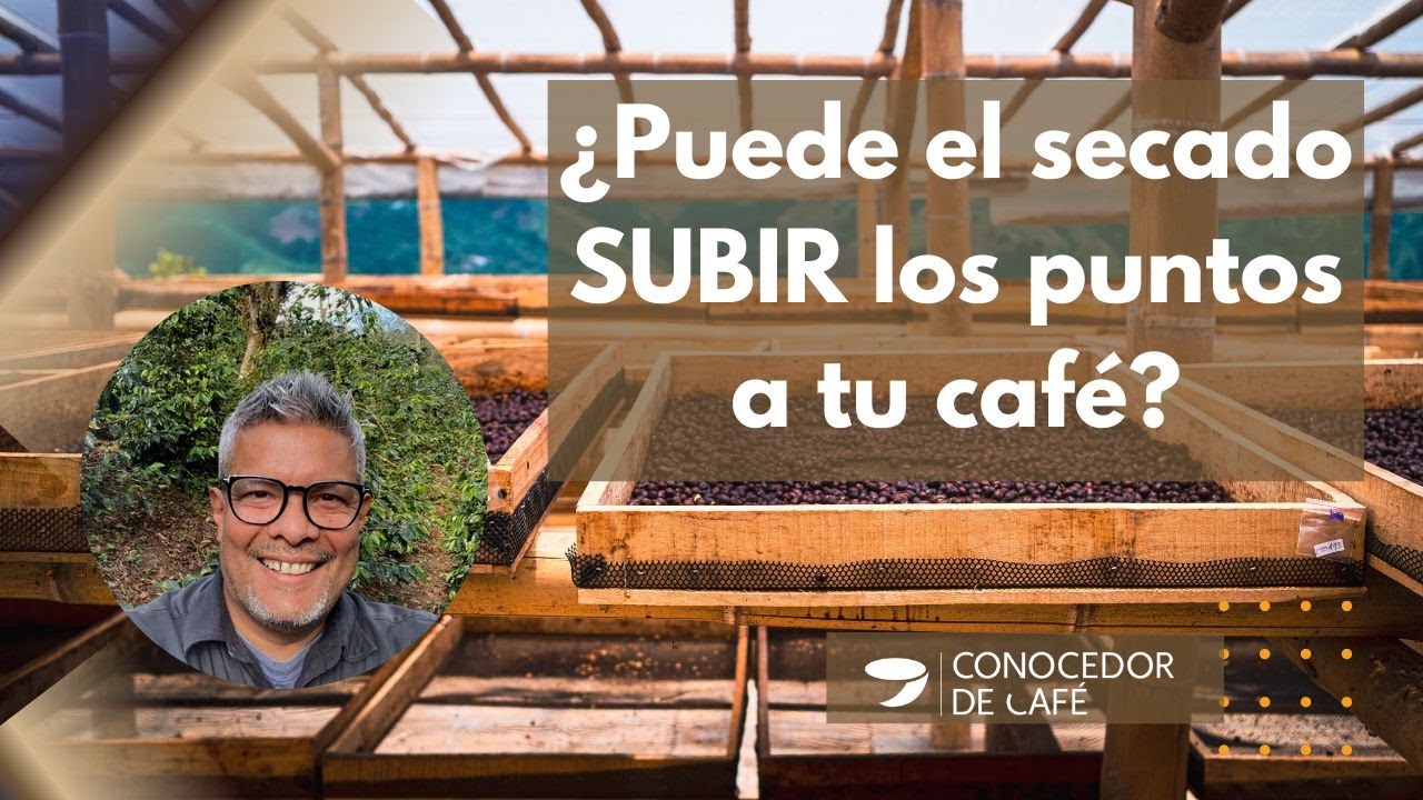Un buen SECADO de CAF&Eacute; puede darte los PUNTOS que buscas para tu Caf&eacute; de Especialidad | FACTOR CLAVE