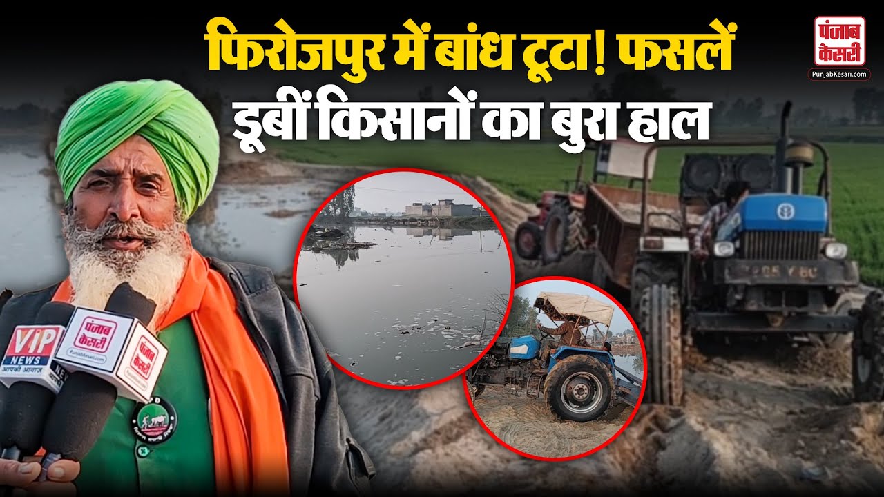 Firozpur News: फिरोजपुर में बांध टूटा! फसलें डूबीं किसानों का बुरा हाल | Punjab