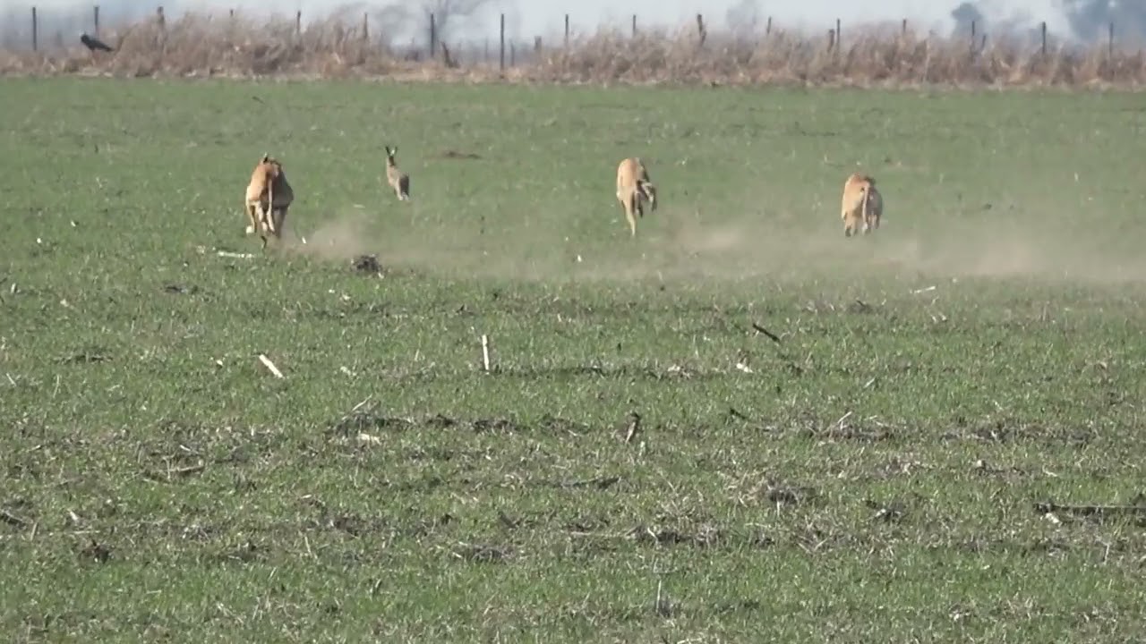 three Greyhounds chase one Rabbit.(watch the ending).