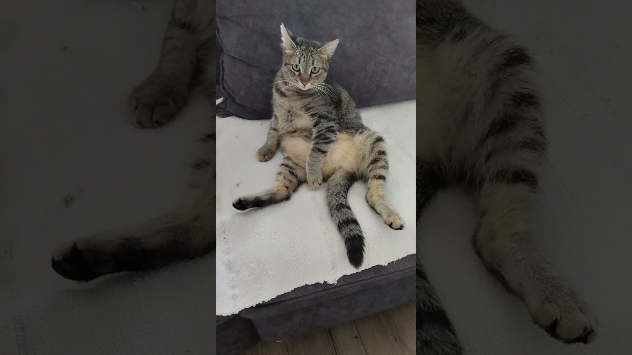 Debela maca Snežana 🐱 #mačka #mačke #macketinashop #ljubimci #macke #macka #mačkesme&scaron;no   #ljubimci