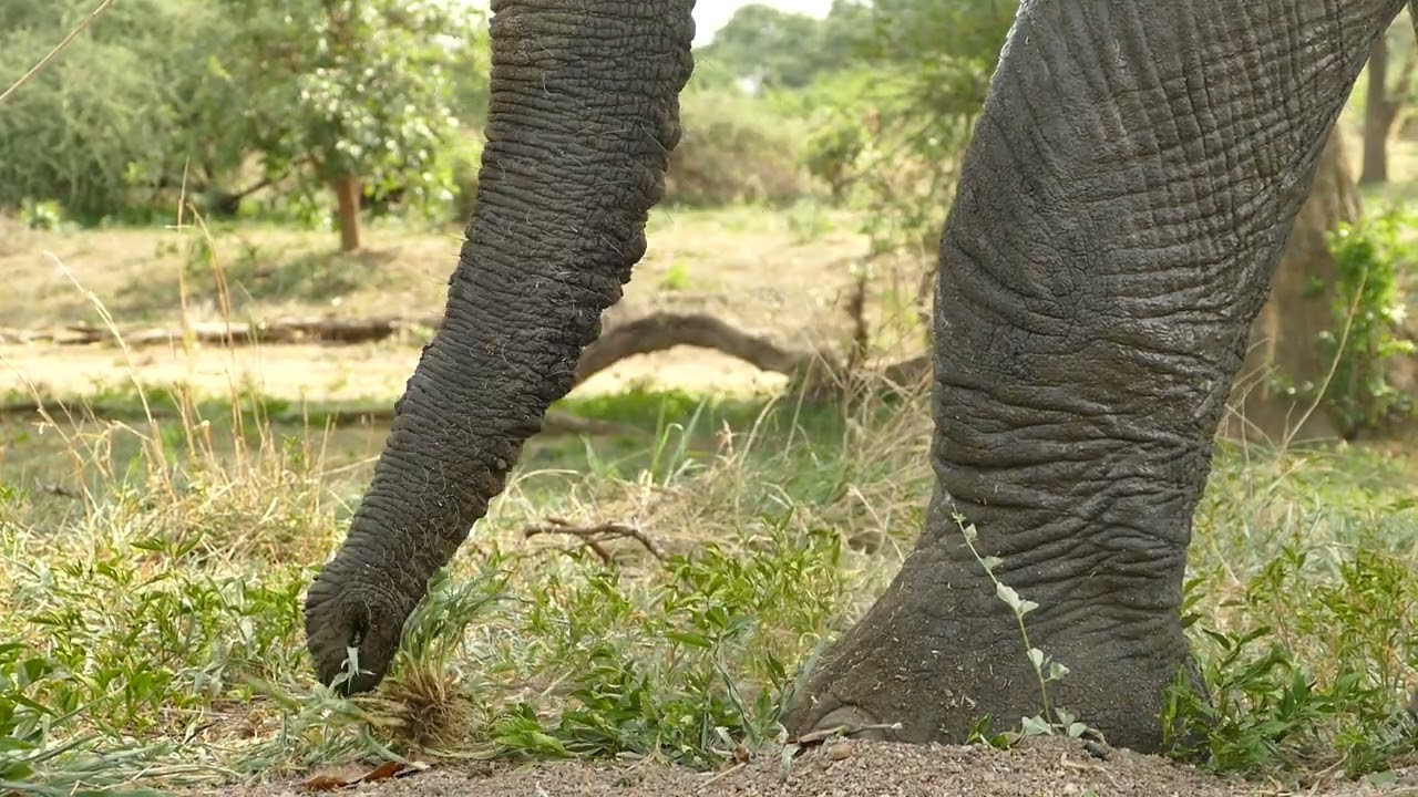 Essential Destinations - Mdonya - Elephant details by Malcolm