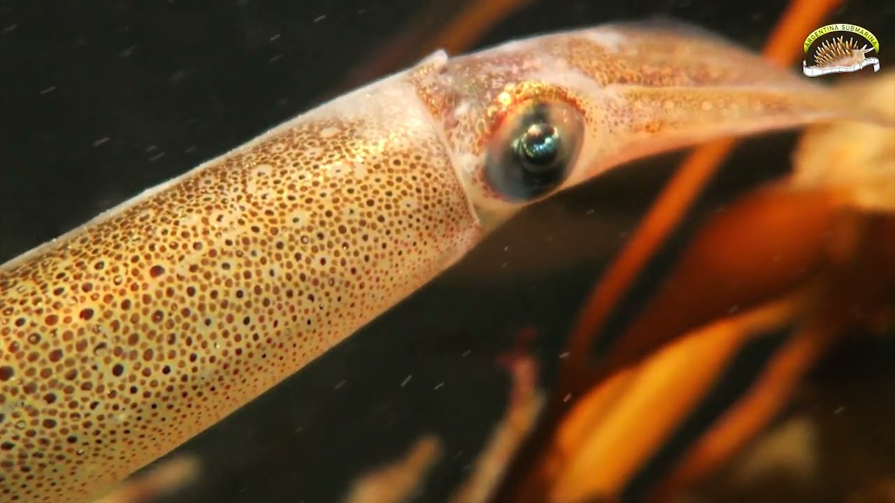 Calamarete Patagónico o Calamarete del sur (Doryteuthis gahi)