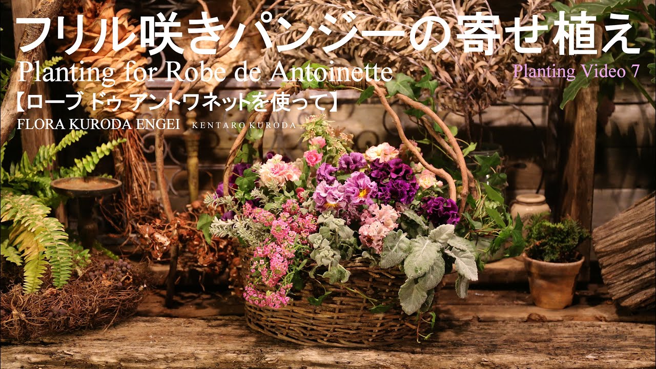 フリル咲きパンジーの寄せ植え【パンジー ローブ・ドゥ・アントワネットを使って】冬のガーデニング-フローラ黒田園芸-＊字幕をONにしてご覧いただくと、解説が入ります。4K ULTRA HD