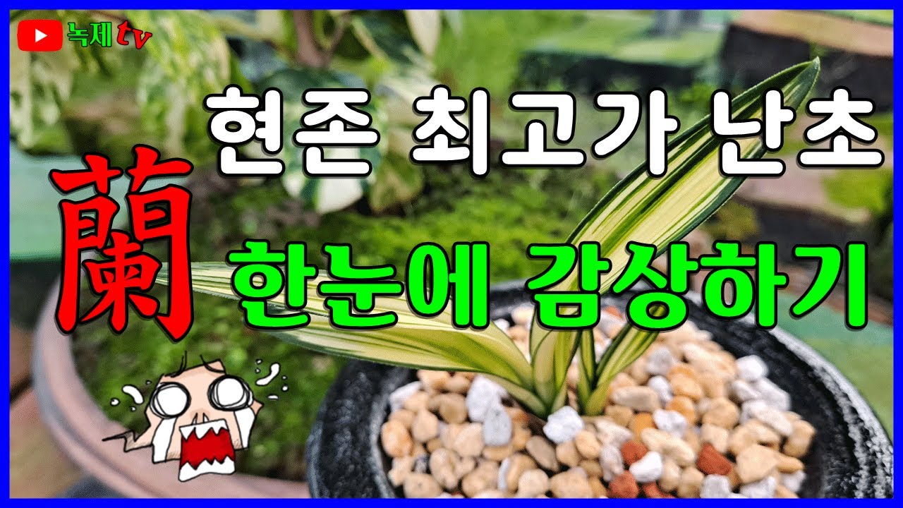 한국 난을 대표하는 최고의 난초와 그 가격에 대하여 알아 봅니다.