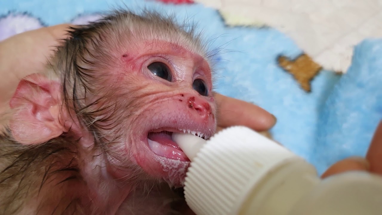 Rescue newborn monkey Aba got Abandoned