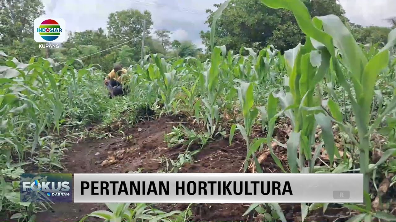 LAHAN KOSONG DI ADONARA DISULAP JADI PERKEBUNAN HORTIKULTURA || INDOSIAR KUPANG