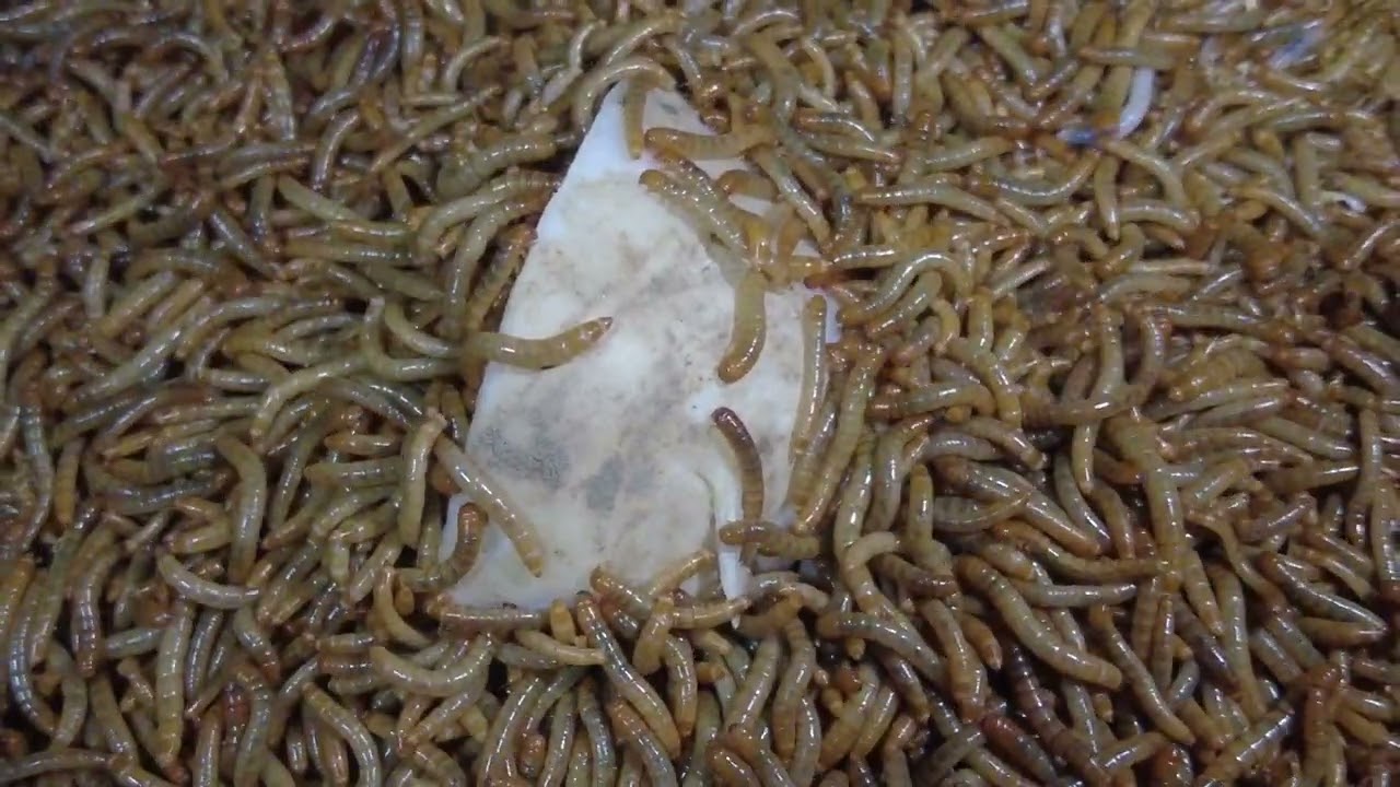 Our mealworm baby eating radish