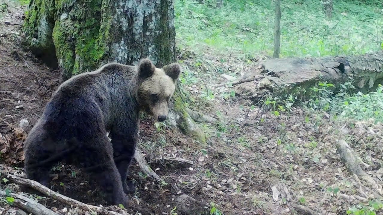 МОНИТОРИНГ НА МЕЧКИТЕ