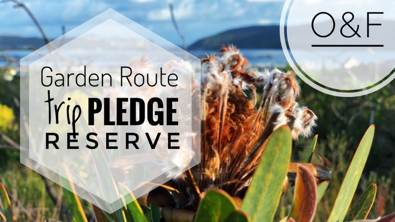 Garden Route Trip // P1 // Pledge Nature Reserve - Fynbos expedition