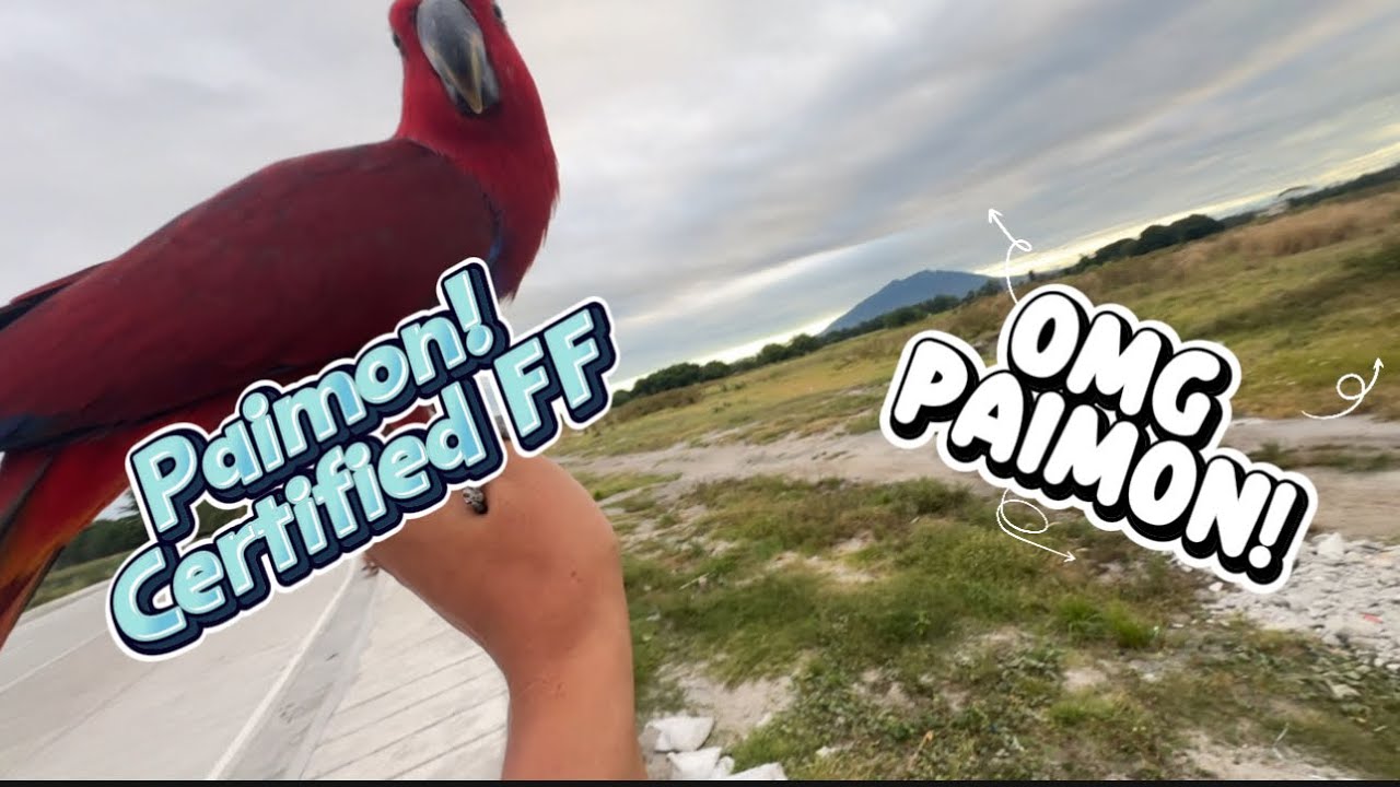OMG Paimon! Eclectus Freeflight sa Calulut San Fernando