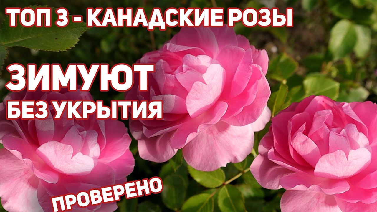 ТОП 3 - самых покупаемых канадских роз. Перезимуют в любом регионе, даже без укрытия.
