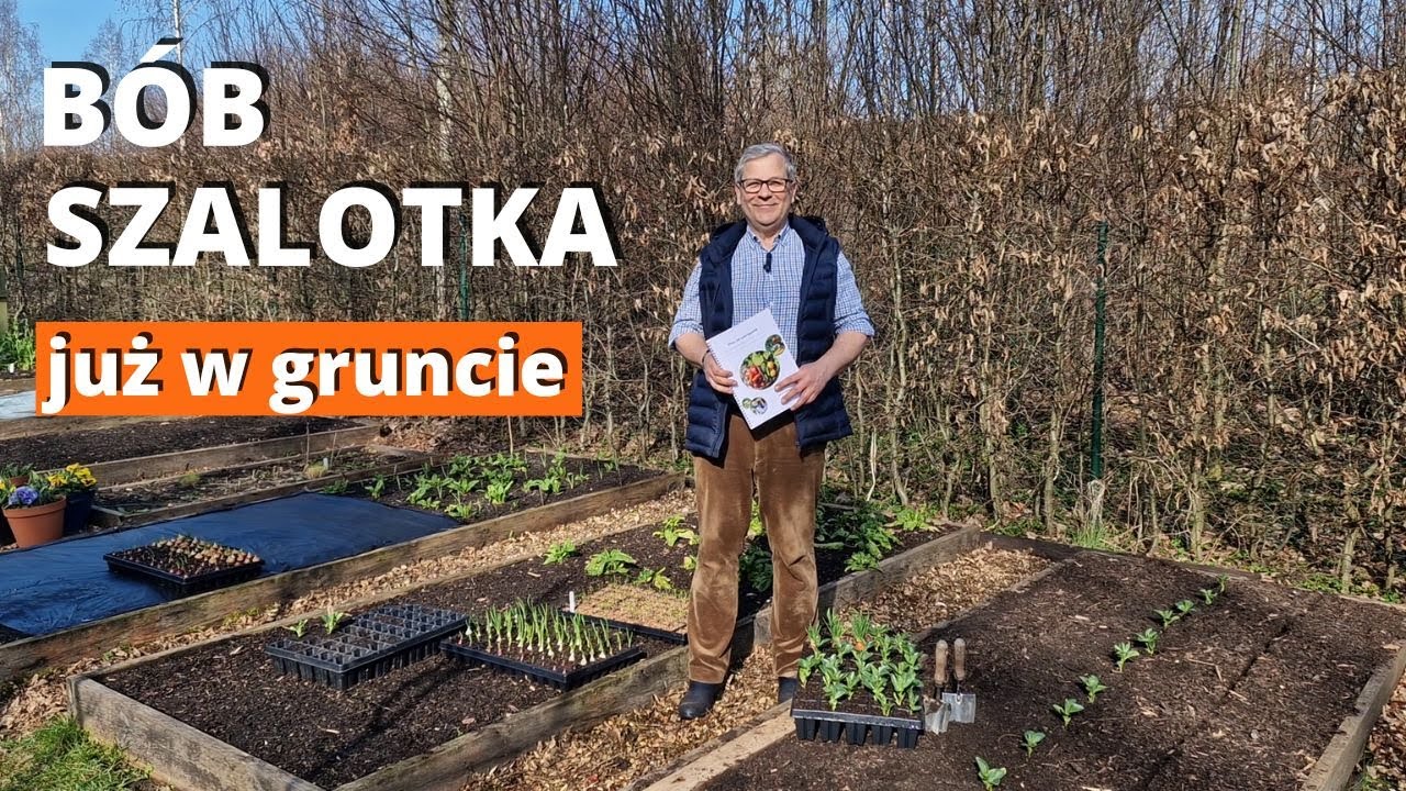 B&oacute;b i szalotka już w gruncie. Przedplony, plon gł&oacute;wny i poplony.