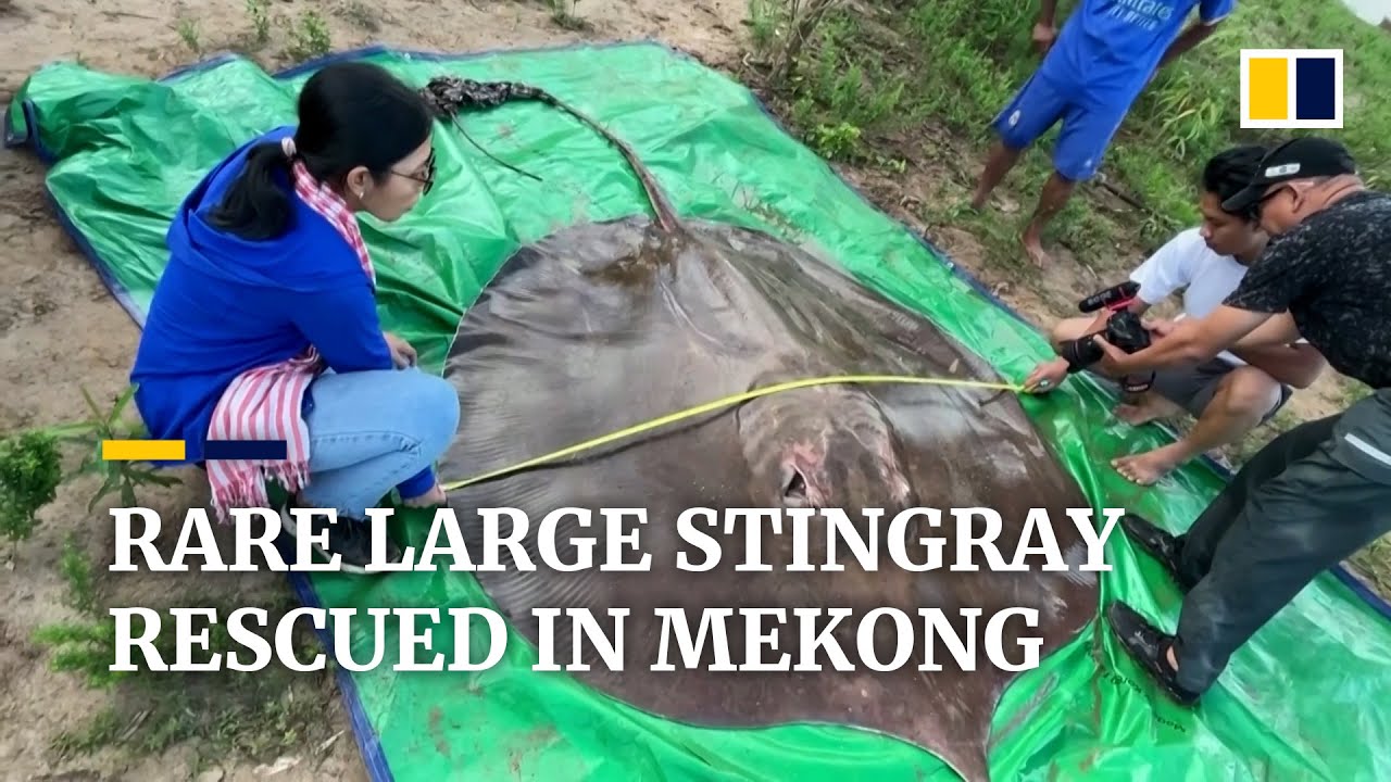Rarely-seen giant freshwater stingray rescued in Mekong River
