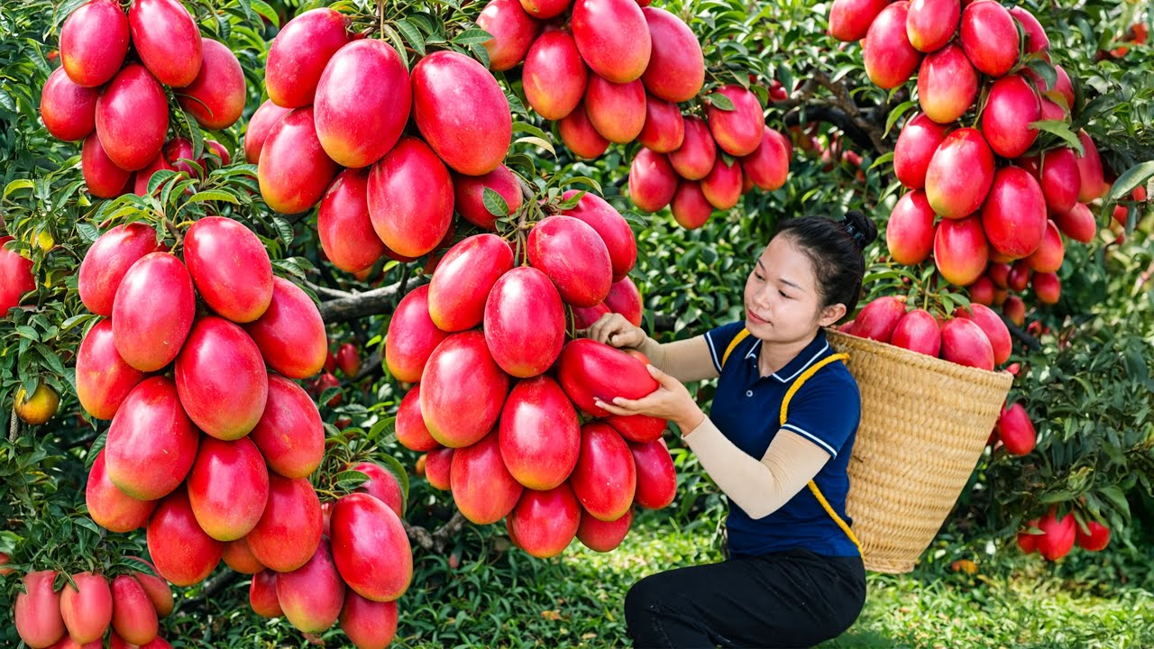 Harvesting Special Red Mangoes in Tropical Fields & SOLD OUT quickly | Simple Rural Girl Life