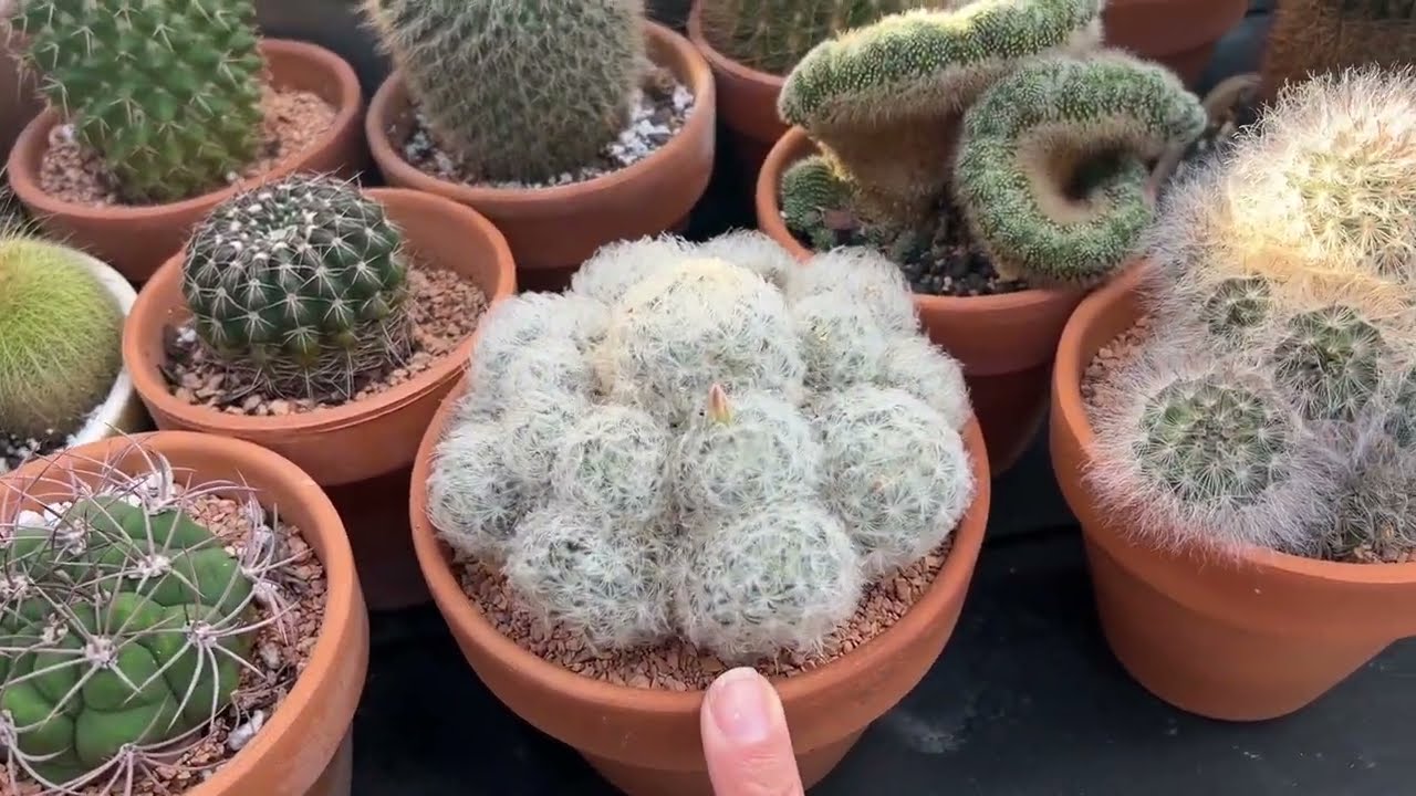 Let’s pot some cacti together