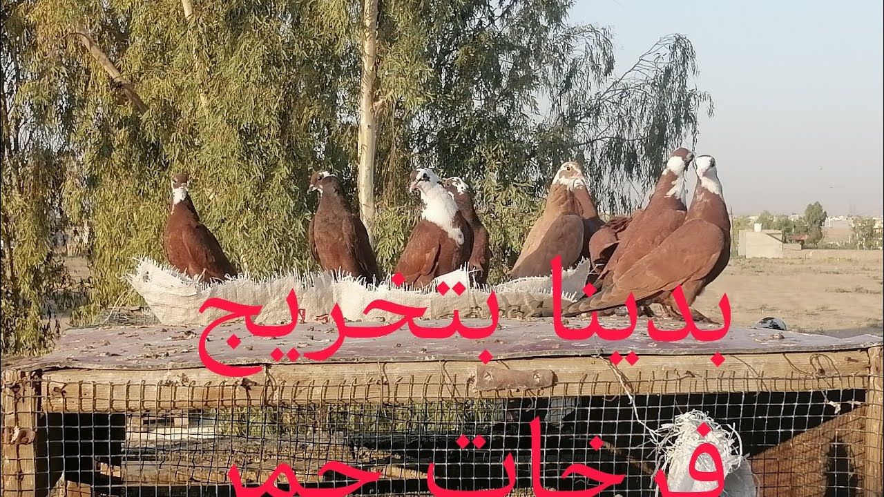 بدينا بتخريج فرخات حمر ضيعنا 2