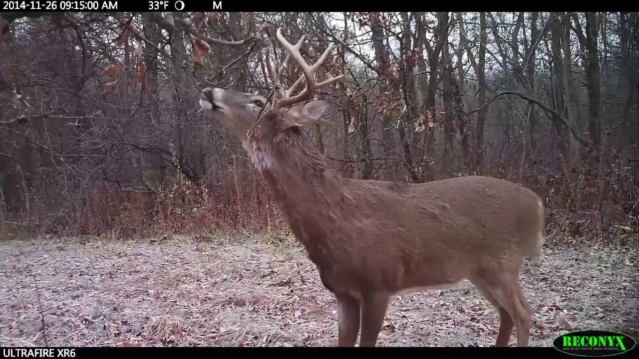 Scrapes Tell the Tale for Great Deer Hunting