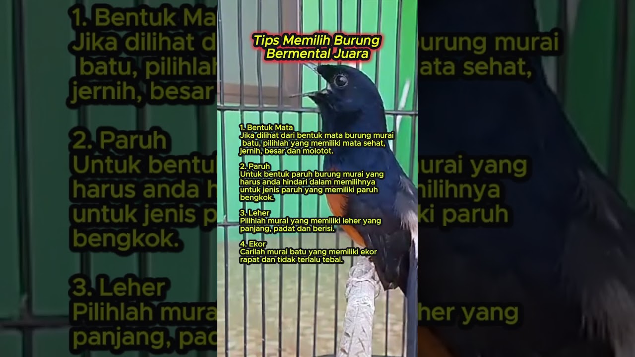 tips memilih burung murai bermental juara #muraibatu