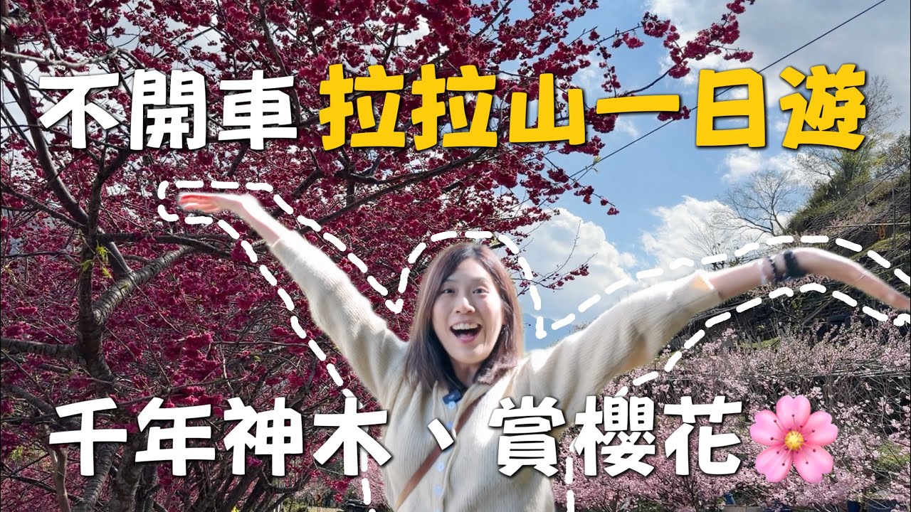 不開車拉拉山一日遊！櫻花季來啦🌸膝蓋友善的千年神木步道