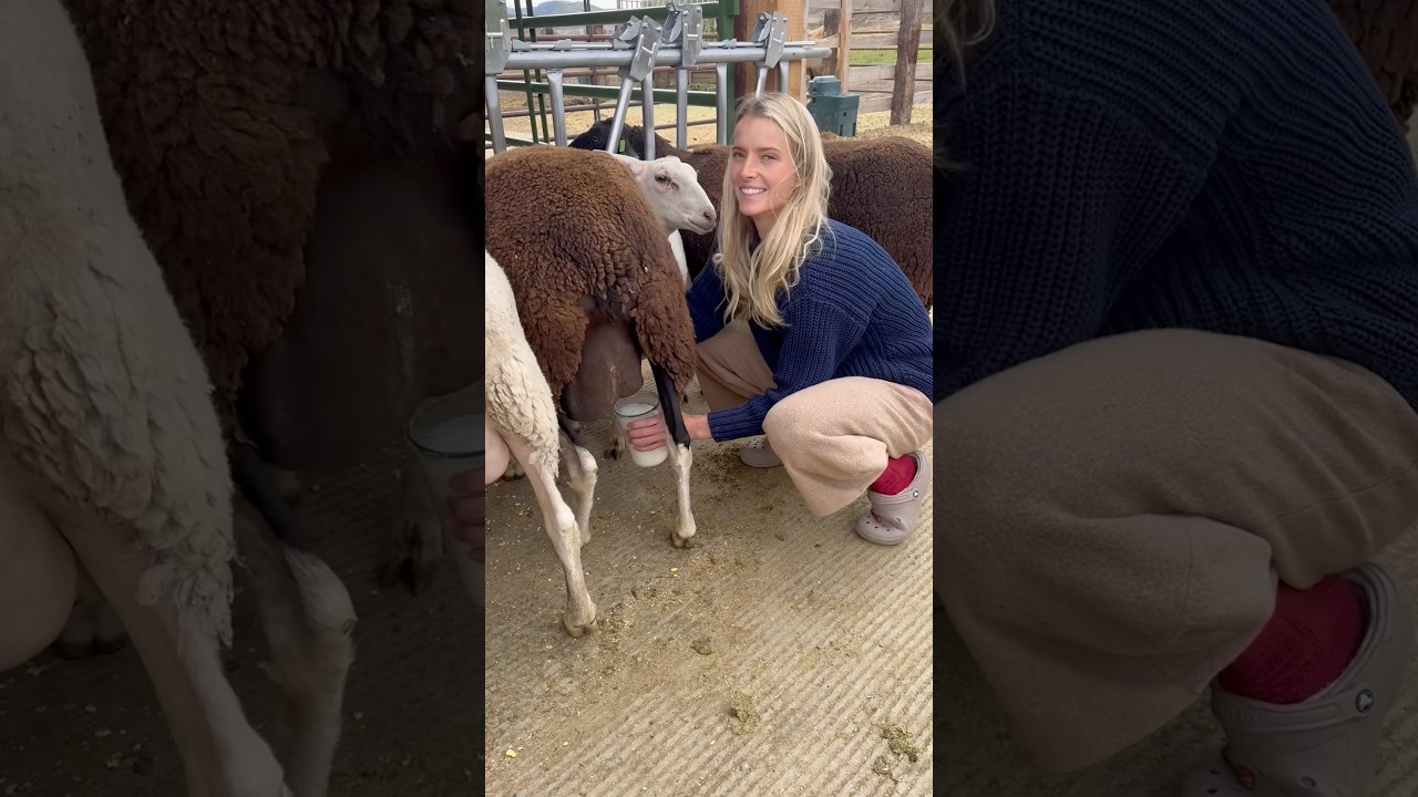 Morning milking with my sheep. I love milking sheep! ✨🐑❤️
