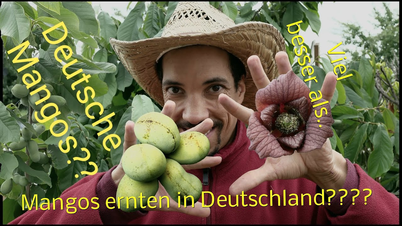 Unglaublich! Mangos aus eigenem Garten??? Besser, IndianerBanane, PawPaw. Verkaufe meine Pflanzen: