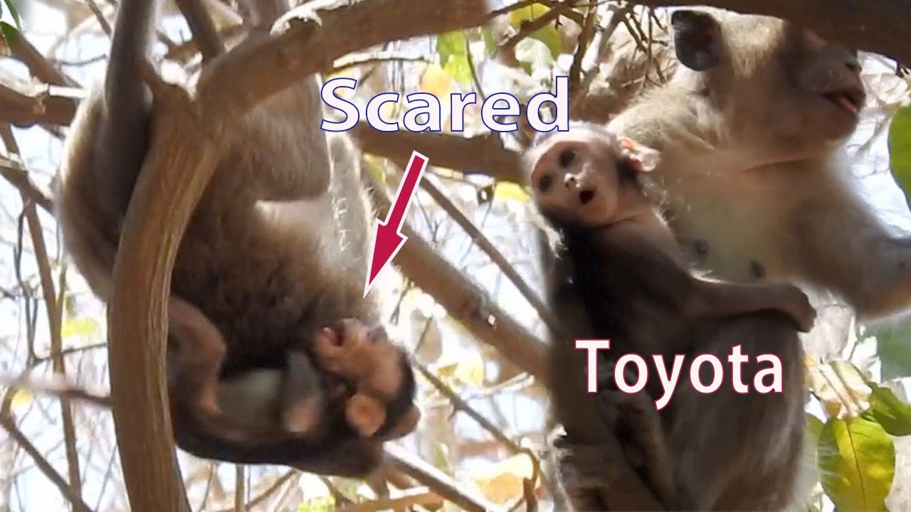 Taina tries follow kidnapper to rescue her baby, Pity Toyota very hurt and exhausted after rescued